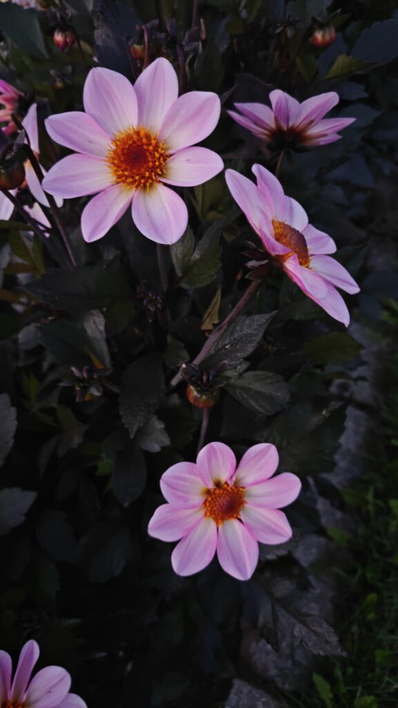 Ainolanpuiston kukkasia