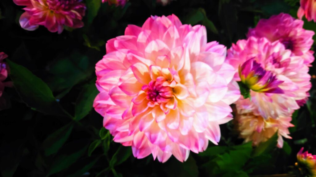 Ainolanpuiston kukkaloistoa